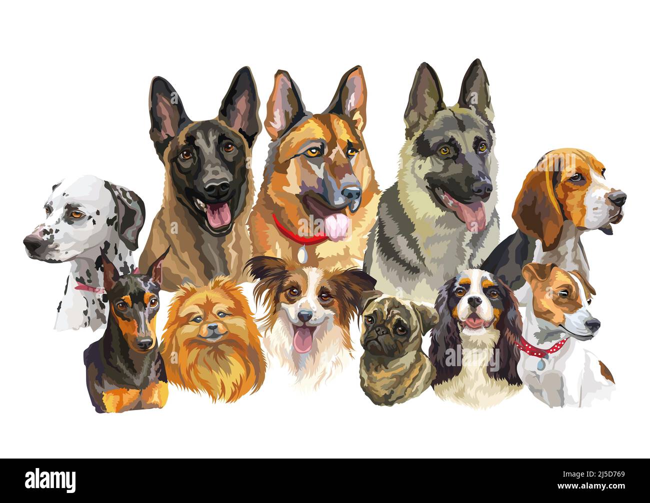 Set von bunten realistischen Vektor-Porträts von verschiedenen Hunderassen. Vektor-isolierte Illustration. Horizontales Banner auf weißem Hintergrund. Zum Drucken, d Stock Vektor