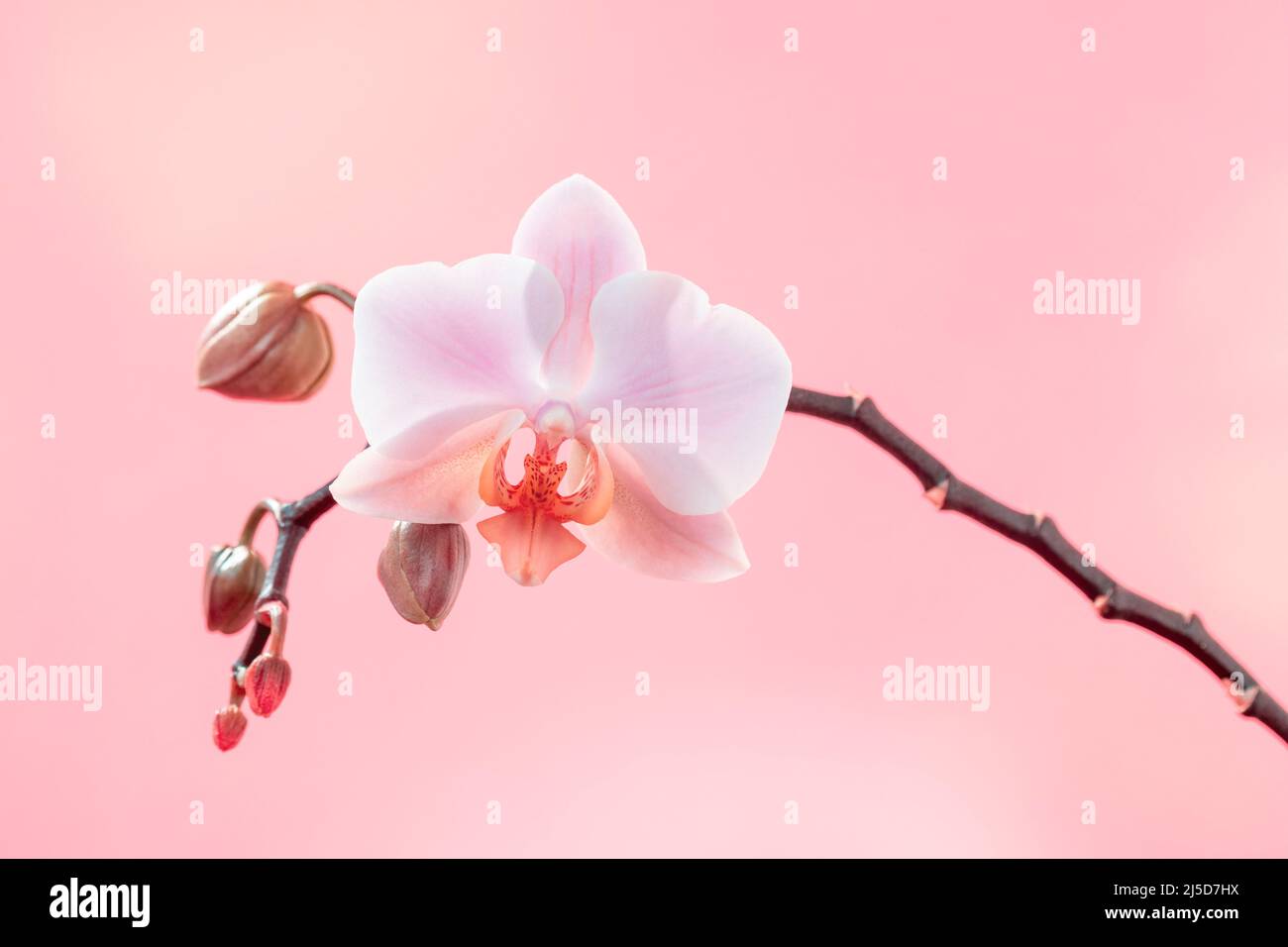 Zweig der Orchideenblüten auf einem hellrosa Hintergrund. Muttertag, Frauentag, 8. März Stockfoto