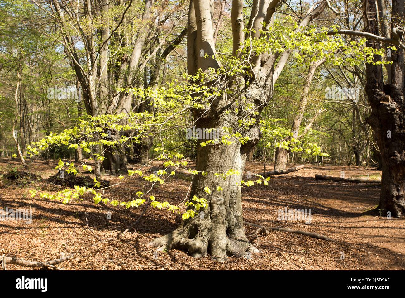 Little Monk Wood Epping Forest Essex, England Großbritannien Europa Stockfoto