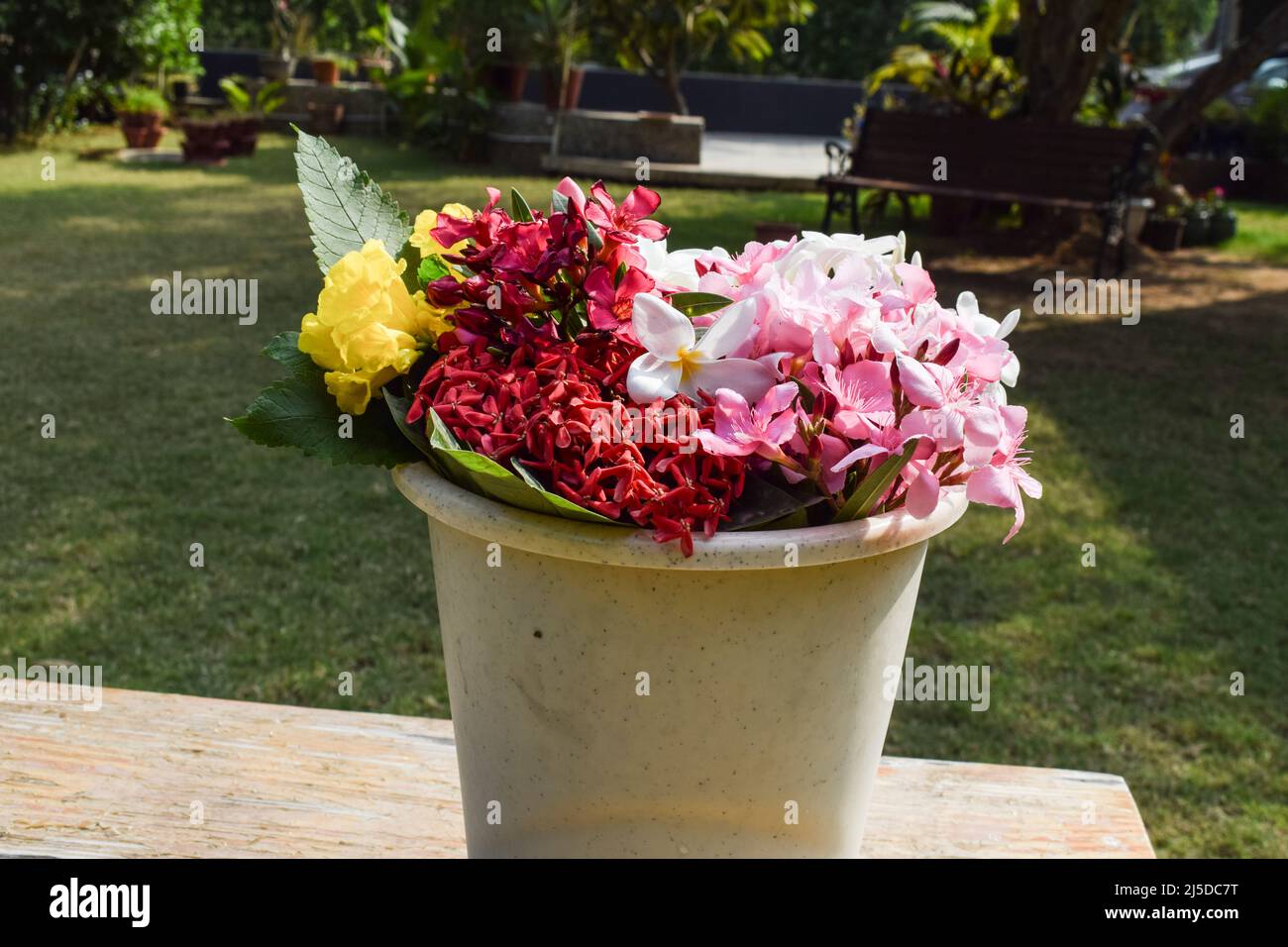 Mehrfarbige Blumen verschiedene Arten von Farben und Blumen in Wassereimer. Weiße Frangipani, Oleander, kaner, champa beim Floristen Stockfoto