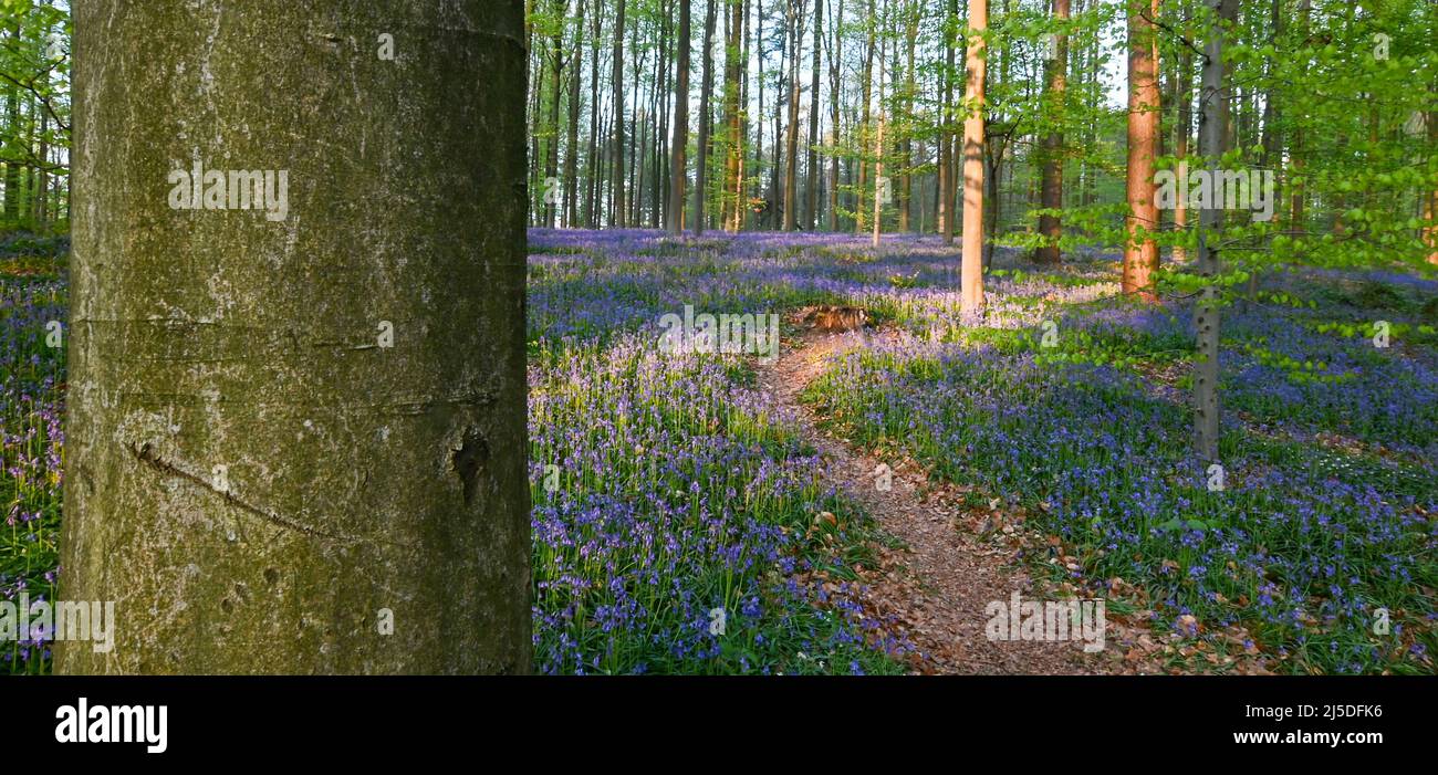 Schöne Aussicht auf Hallerbos, Belgien Stockfoto