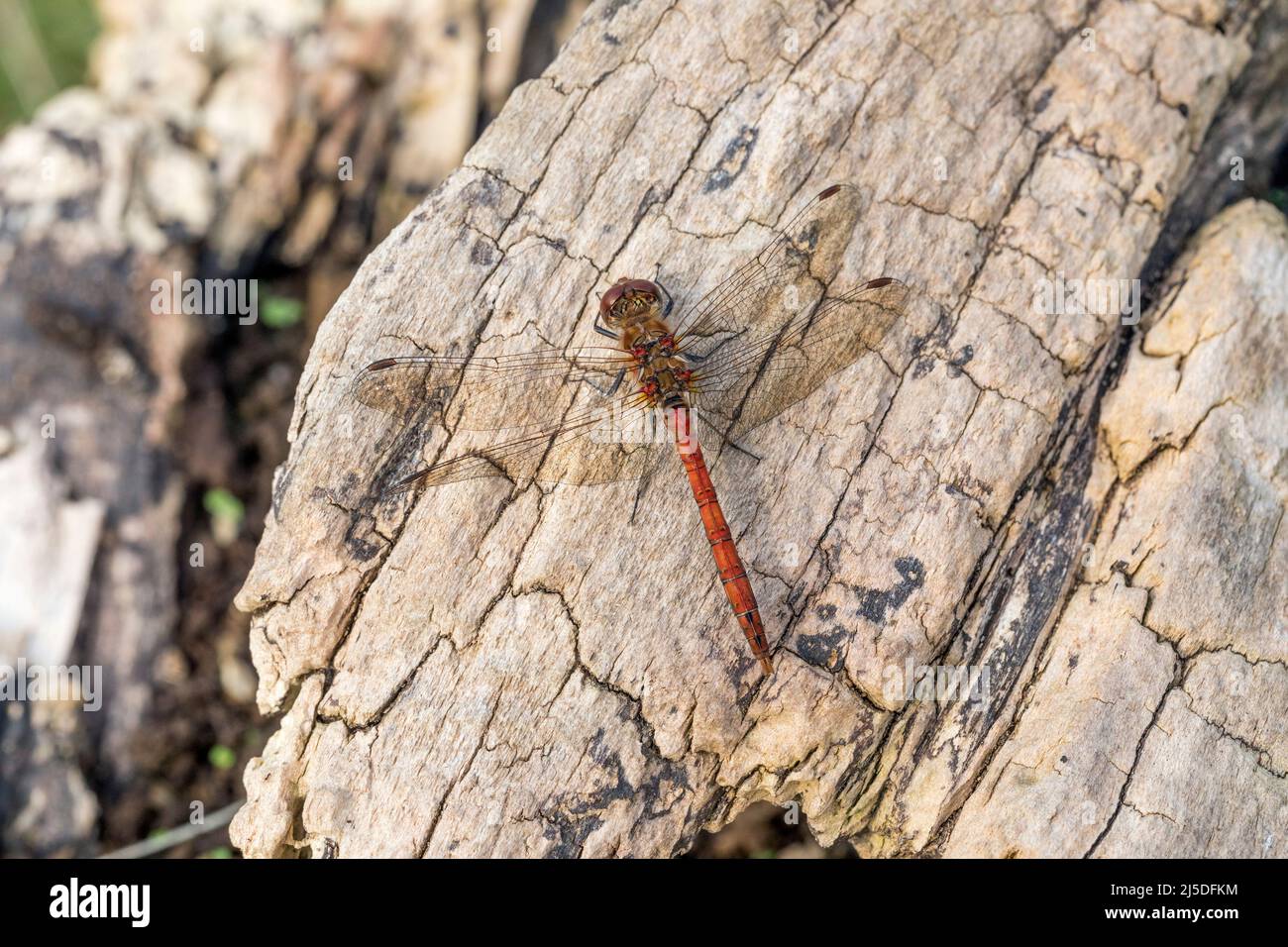 Gemeiner Darter; Sympetrum striolatum; Männlich; Großbritannien Stockfoto