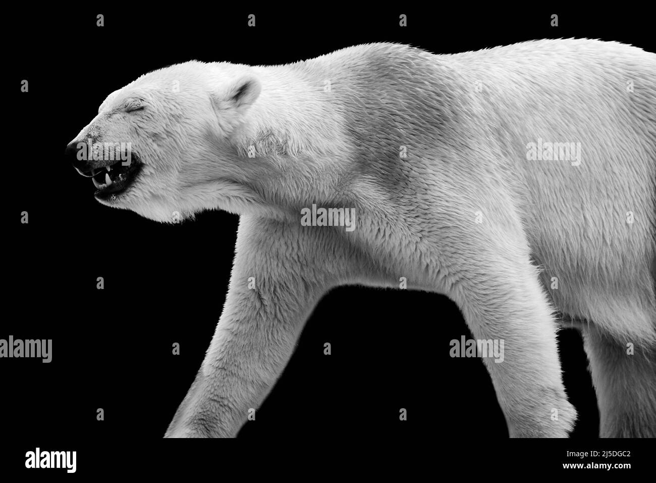 Weißer Eisbär (Ursus maritimus) isoliert auf schwarzem Hintergrund Stockfoto