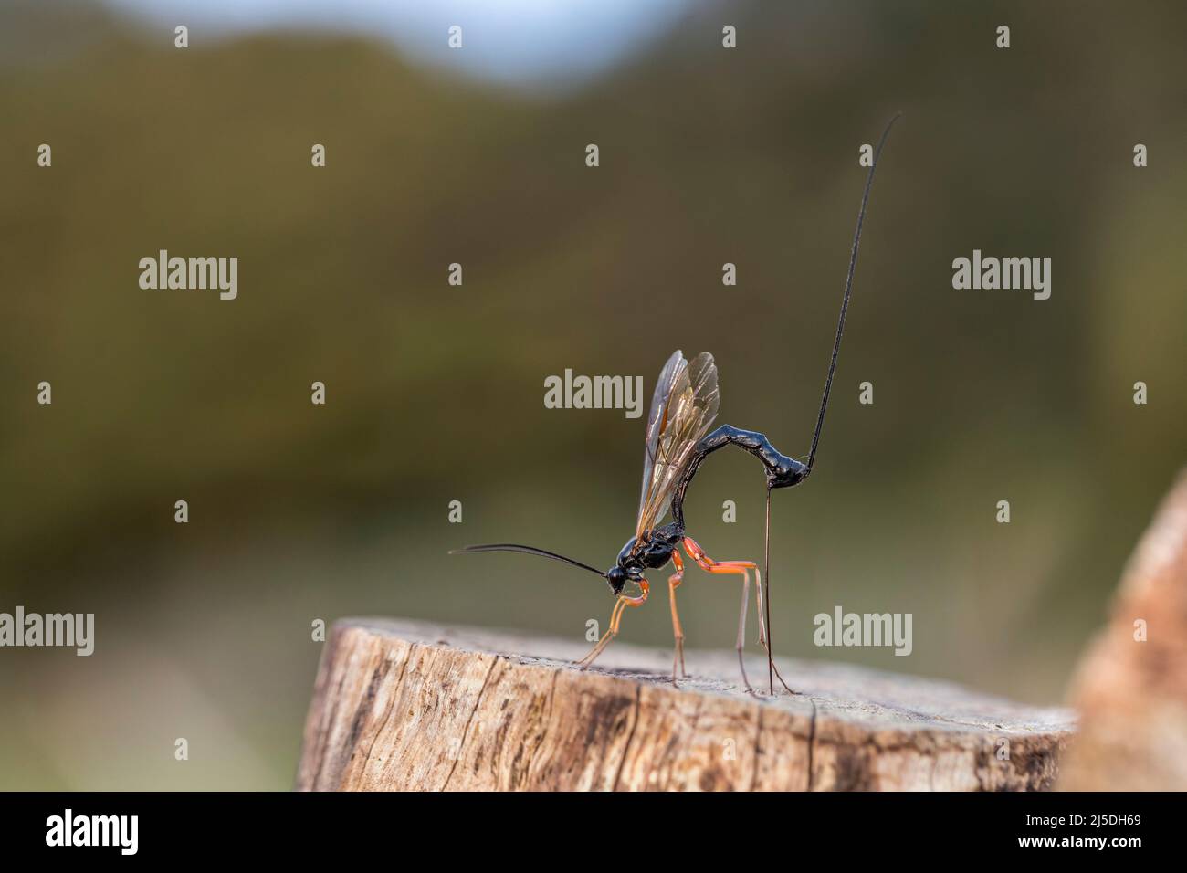 Ichneumon Wasp; ephialtes Manifest; Weiblich; Egg Laying; Großbritannien Stockfoto