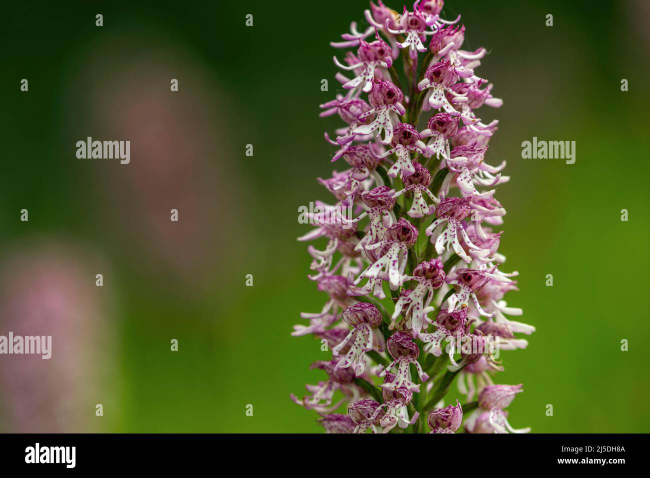 Monkey Orchid kreuzte sich mit Lady Orchid; Großbritannien Stockfoto