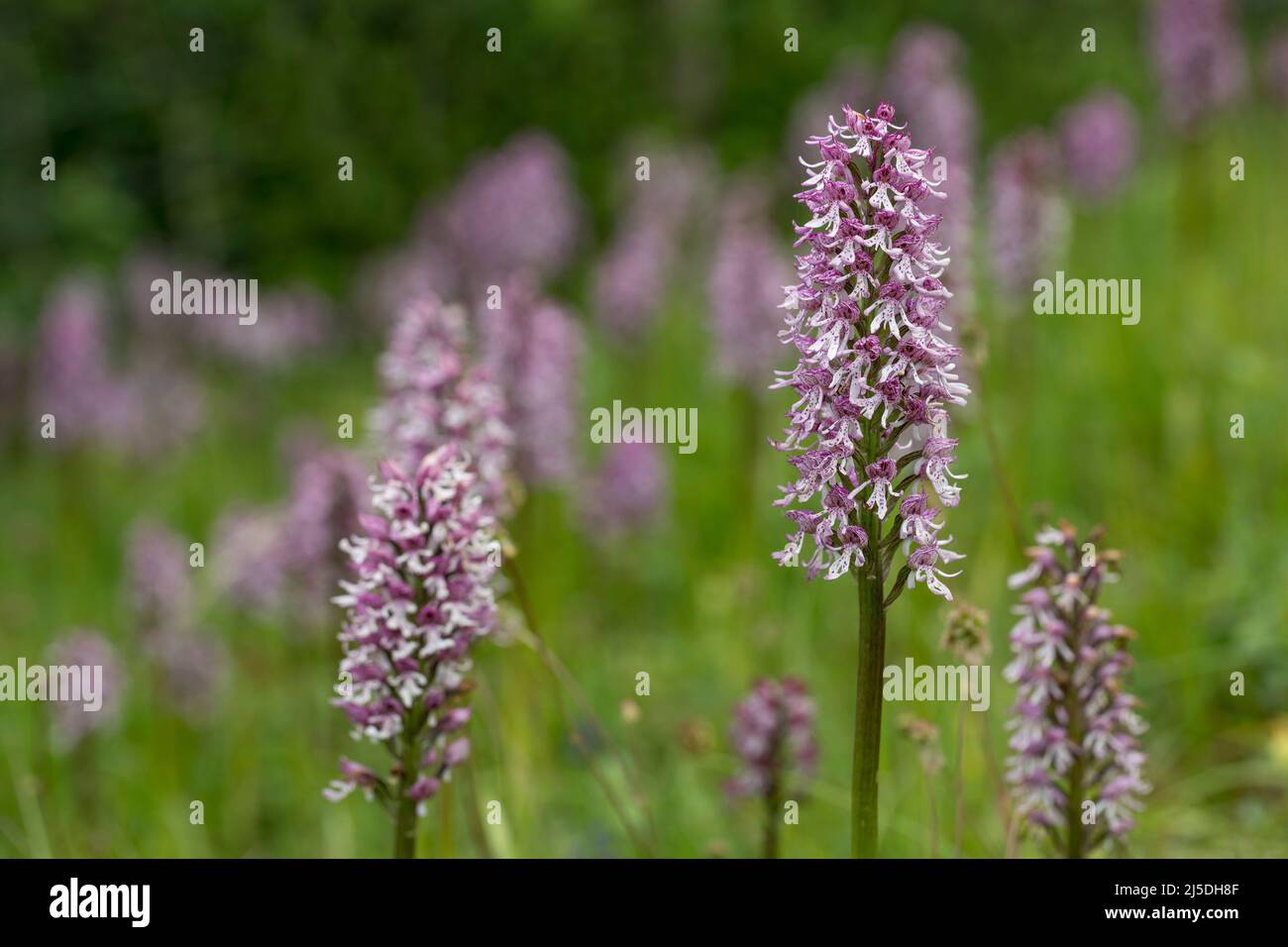 Affe gekreuzt mit Lady Orchid; Natural Hybrid; Großbritannien Stockfoto
