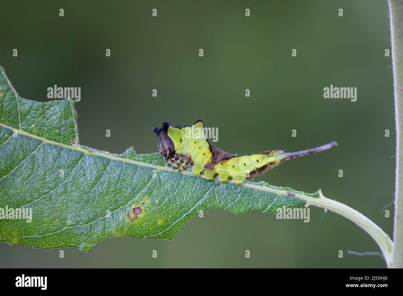 Puss Moth; Cerura vinula; Larve auf Willow; Großbritannien Stockfoto