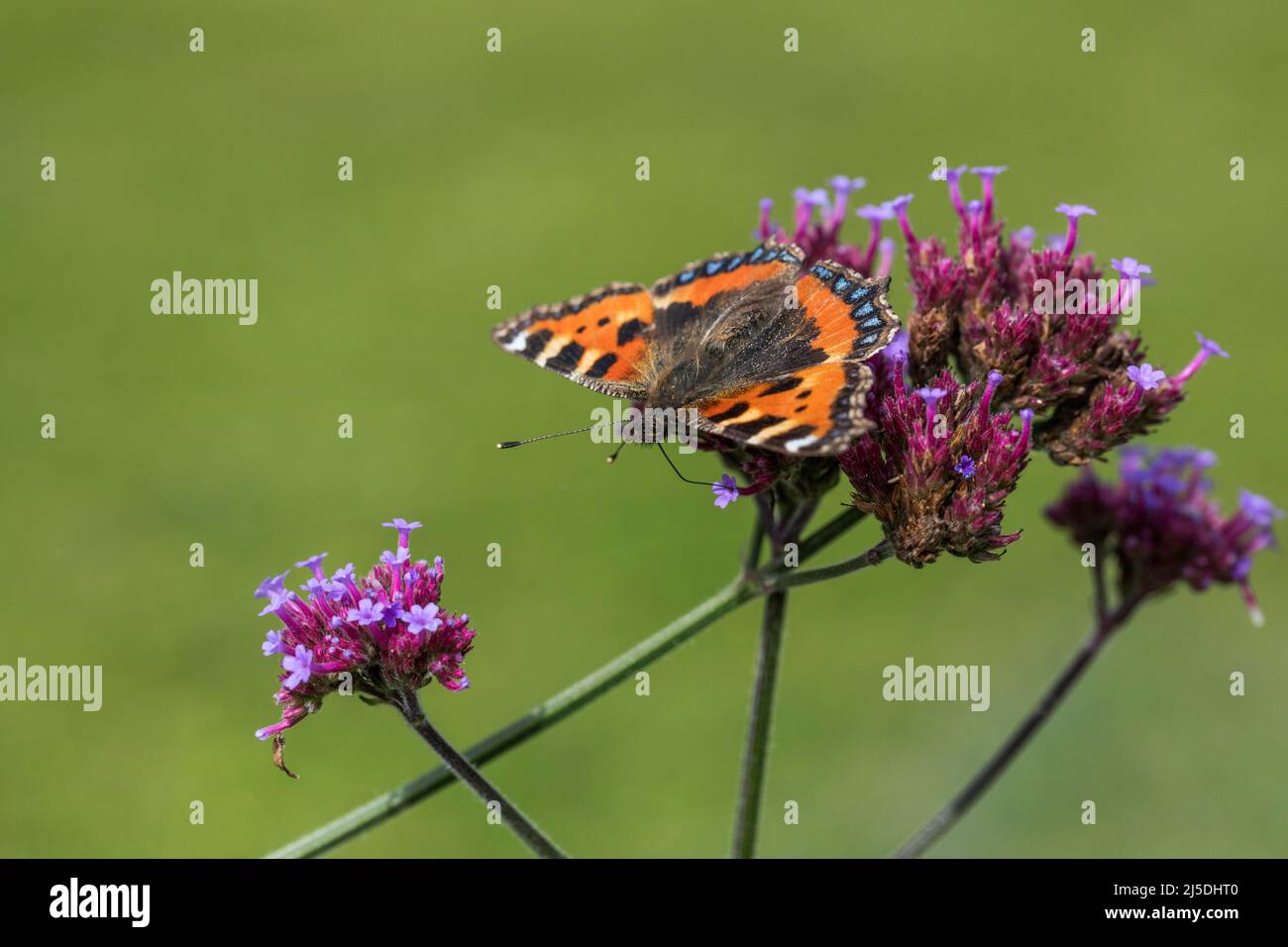 Kleiner Tortoiseshell-Schmetterling; Aglais urticae; auf Verbena bonariensis; Großbritannien Stockfoto