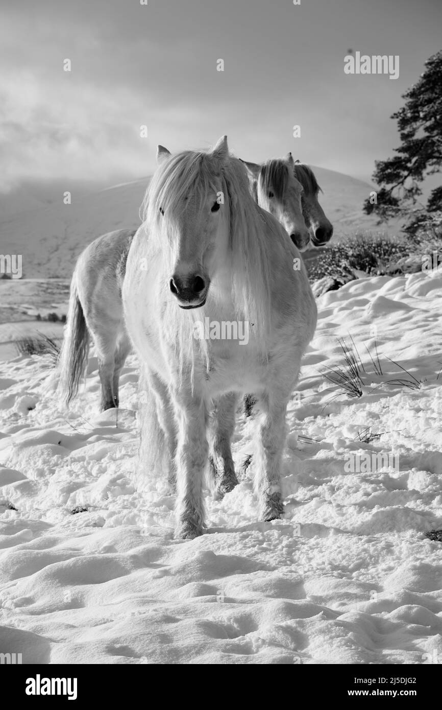 Lakeland Fell Ponys Stockfoto