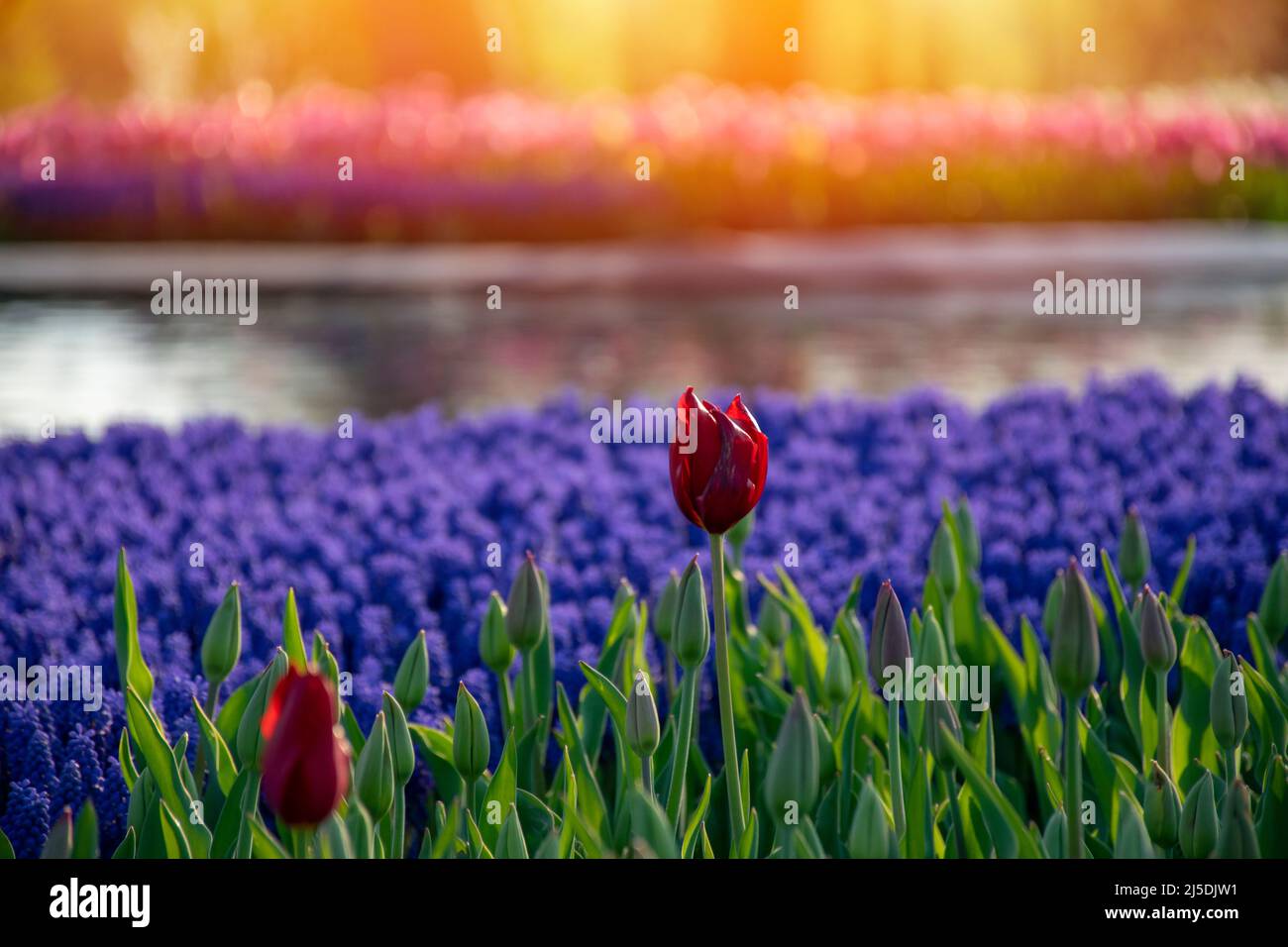 Rote Tulpe, die von Sonnenlicht beleuchtet wird. Verschwommene Hyazinthe-Blüten hinter roten Tulpen. Helle bunte Tulpe Makro Foto Bild Hintergrund. Stockfoto