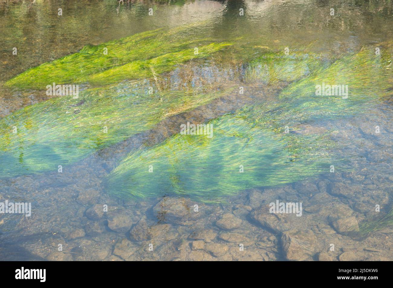 Ranunculus Wasserunkraut wächst unter Wasser in River Cynin, St Clears, Carmarthenshire, Wales, Großbritannien Stockfoto