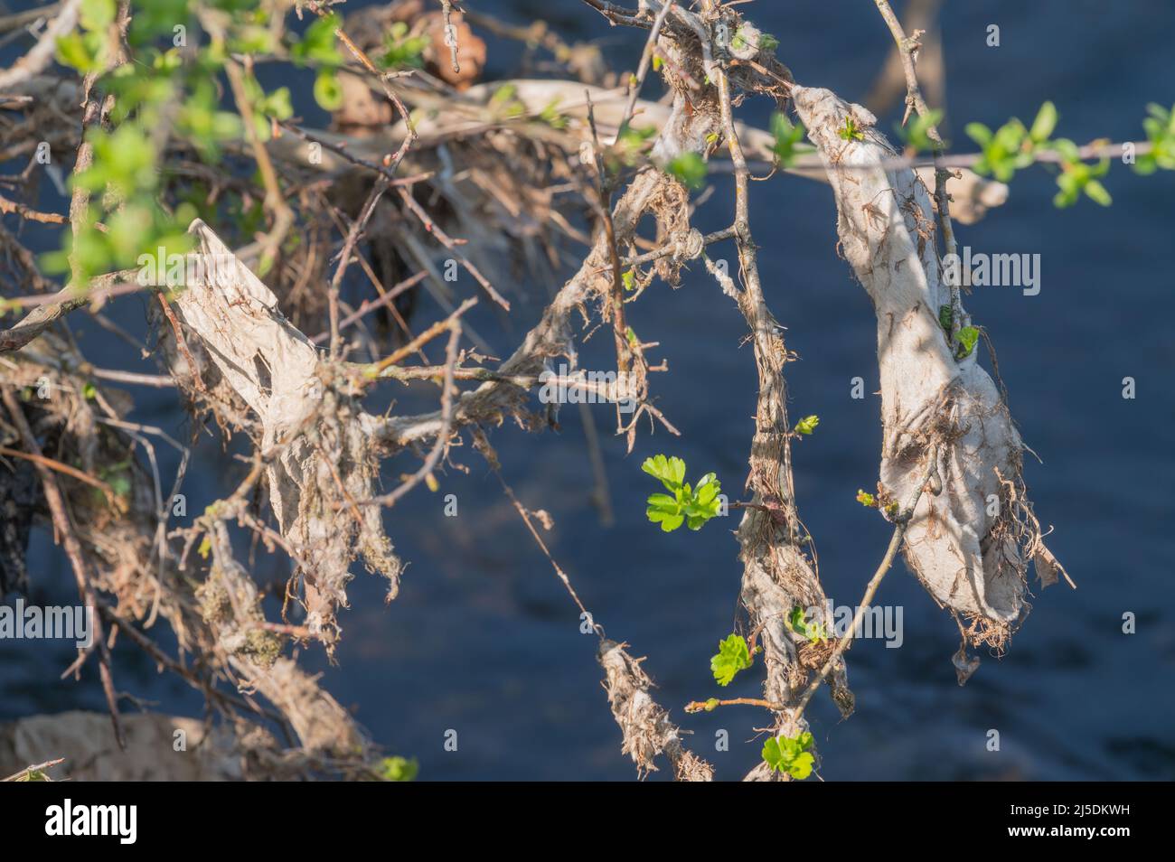 Sanitäre Trümmer von Regenwasserkanälen, die von der Vegetation auf der bankside, River Cynin, St Clears, Carmarthenshire, Wales, VEREINIGTES KÖNIGREICH Stockfoto