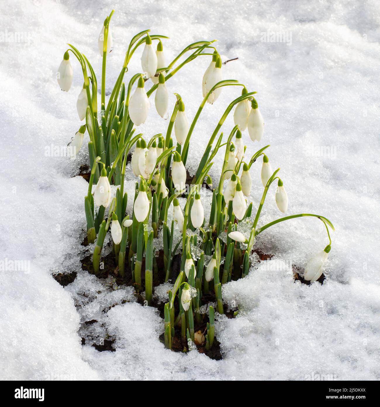 Schneeglöckchen durch Schnee bei Aberglasney Stockfoto