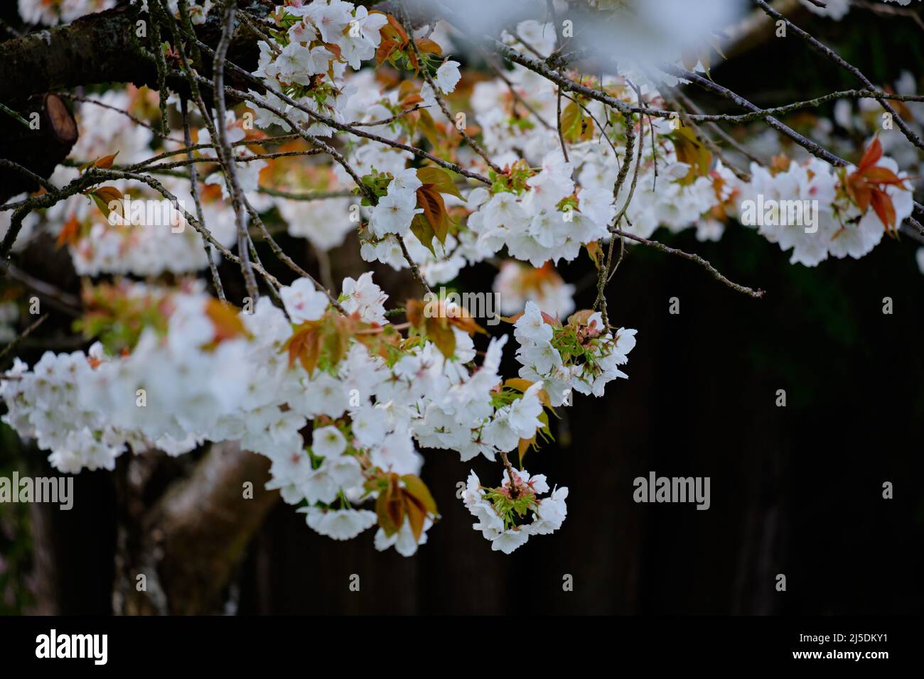 Die flache Schärfentiefe fängt die zarten Blüten von weißen Kirschbäumen in situ ein. Dunkler Hintergrund sorgt für Platz und Kontrast bei der Kopie. Stockfoto