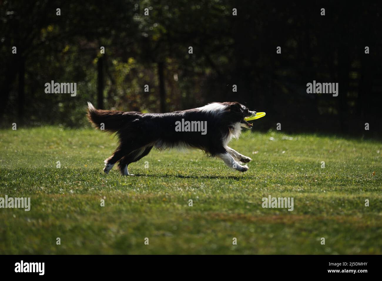 Hundefrisbee. Border Collie schwarz und weiß läuft schnell auf dem grünen Gras fängt eine fliegende Untertasse mit Zähnen. Wettbewerbe von getragenden Hunden. Stockfoto