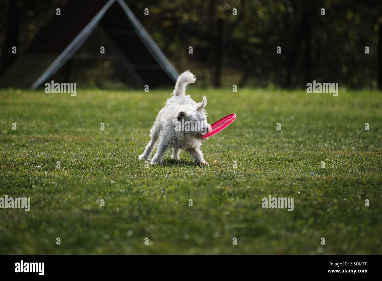 Hundefrisbee. Der drahthaarige Jack Russell Terrier macht Spaß beim Spielen auf dem Feld mit einer fliegenden Untertasse. Wettbewerbe von gezüchtigen Hunden aller Rassen.mit Stockfoto