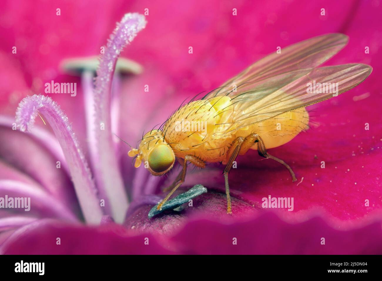 Goldene fliege -Fotos und -Bildmaterial in hoher Auflösung – Alamy