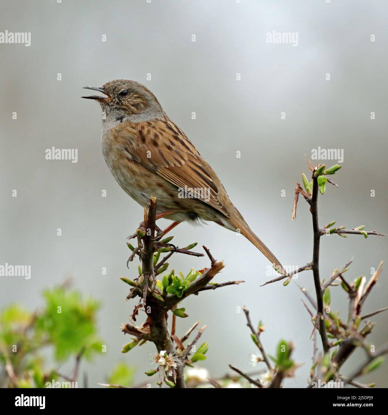 Heckenbraunelle (Prunella Modularis) Stockfoto