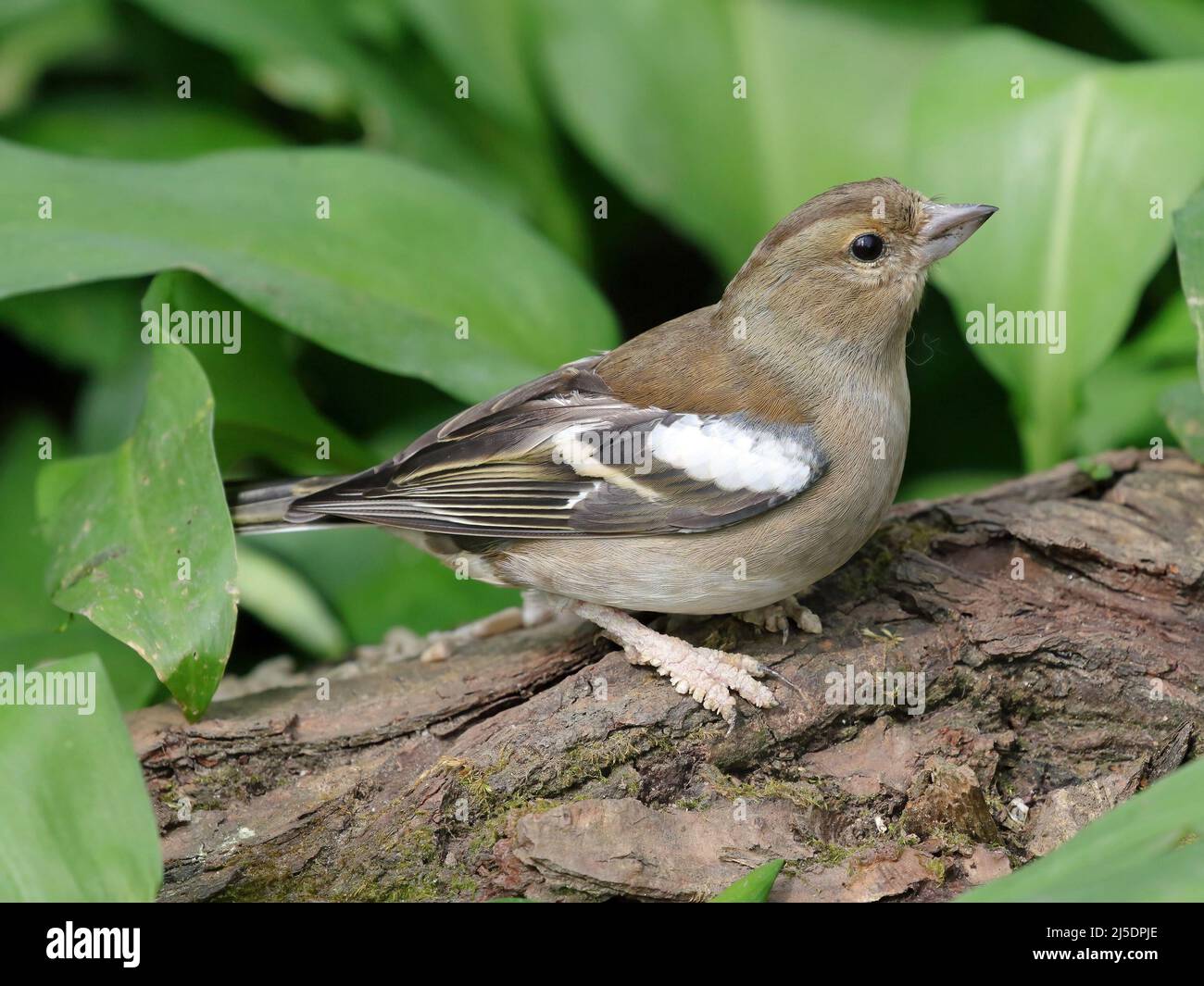 Gemeiner Chaffinch (Fringilla Coelebs). Stockfoto