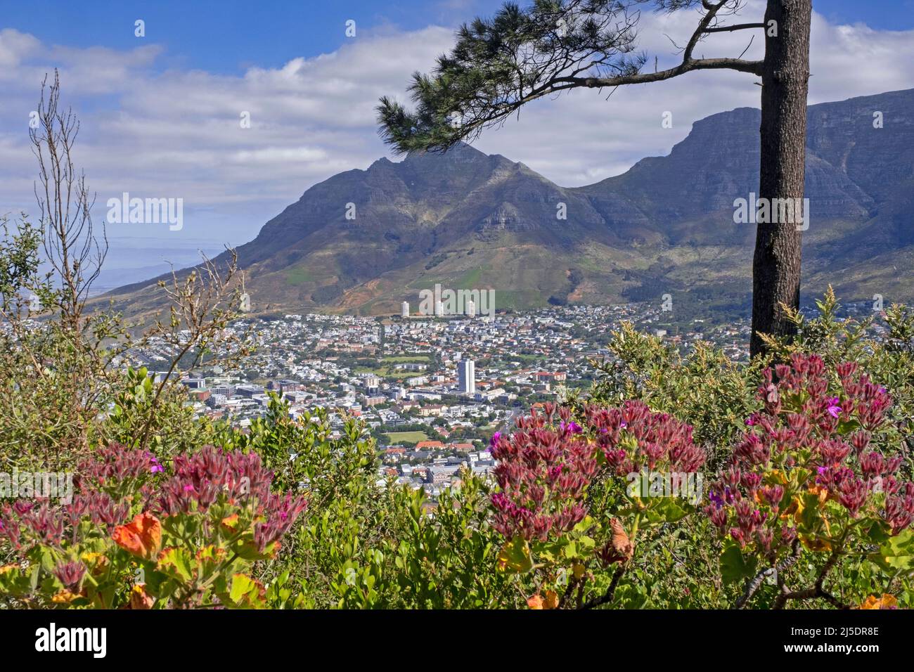 Blick über Devil's Peak / Duiwelspiek und den City Bowl, Teil von Kapstadt / Kaapstad vom Signal Hill aus gesehen, Provinz Westkap, Südafrika Stockfoto