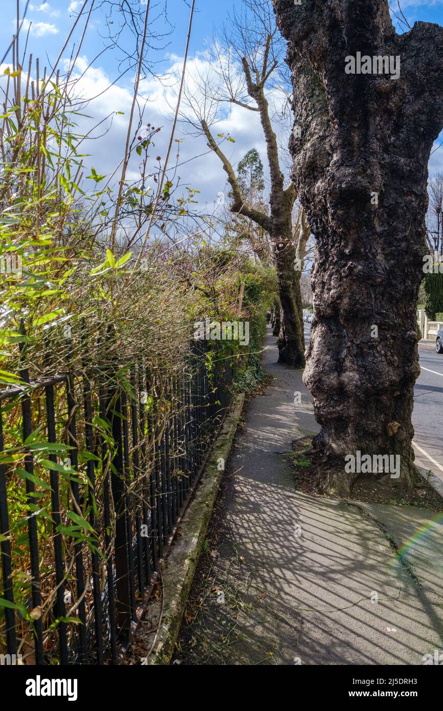 Bäume, die auf der Blomfield Road wachsen und einen sehr schmalen Durchgang ermöglichen, neben Regent’s Canal, Little Venice, West London, England, Großbritannien. Stockfoto