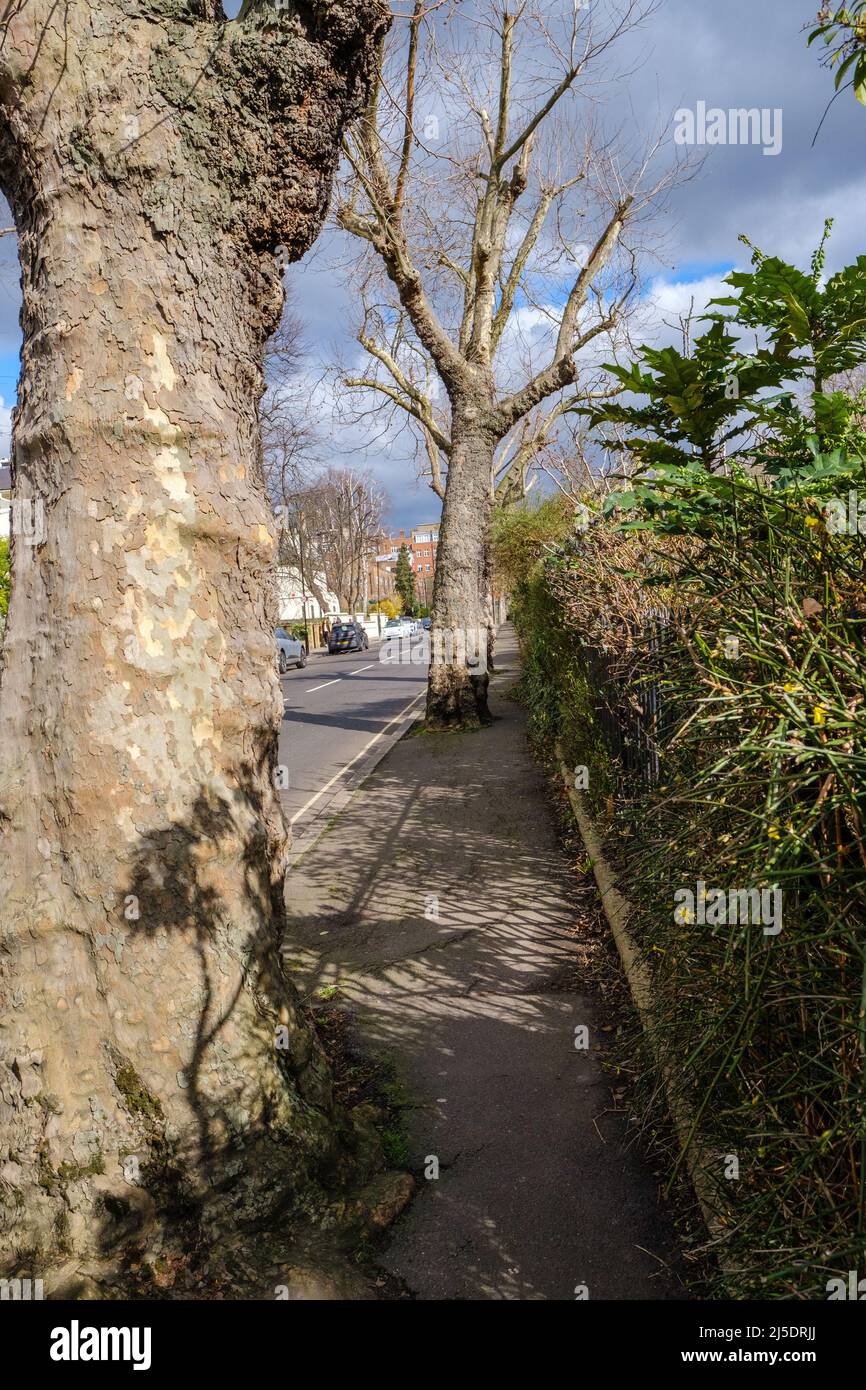 Bäume, die auf der Blomfield Road wachsen und einen sehr schmalen Durchgang ermöglichen, neben Regent’s Canal, Little Venice, West London, England, Großbritannien. Stockfoto