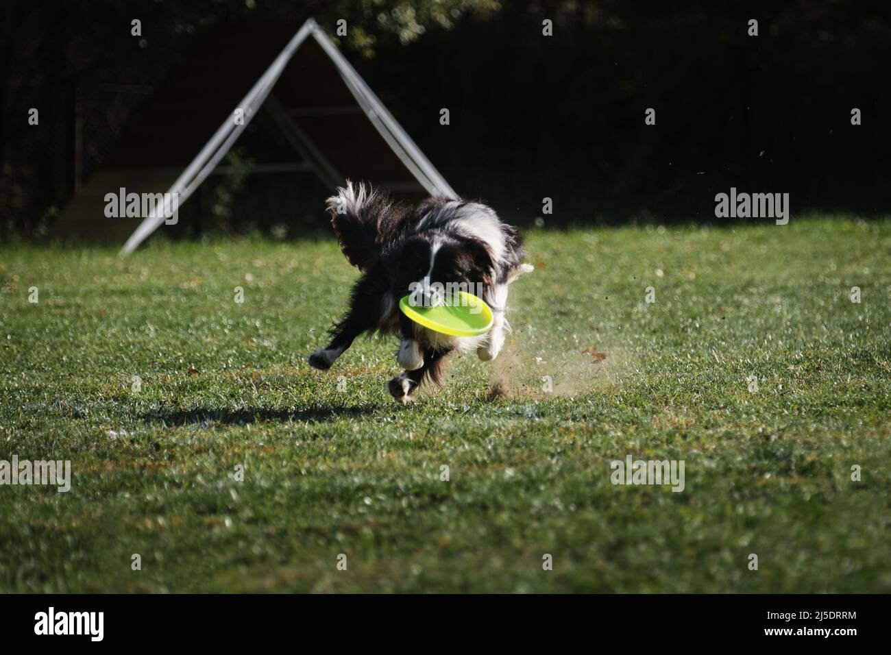 Hundefrisbee. Border Collie schwarz und weiß läuft schnell auf grünem Gras und versucht, fliegende Untertasse aufzuholen. PET will die Scheibe mit den Zähnen greifen. Stockfoto