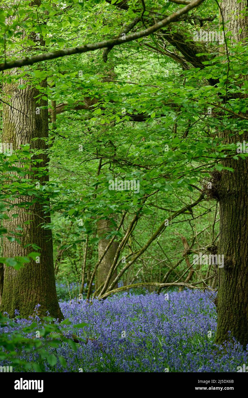 Die Bluebells von Blackbrook Wood Stockfoto