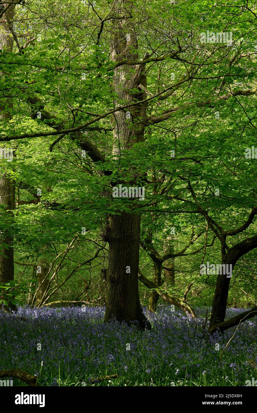 Die Bluebells von Blackbrook Wood Stockfoto