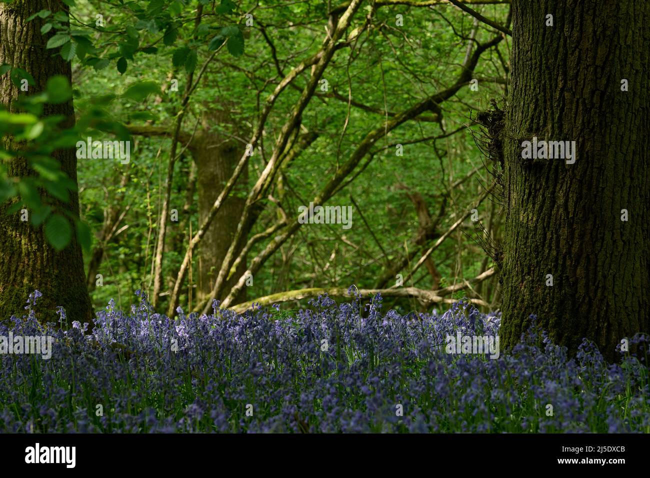 Die Bluebells von Blackbrook Wood Stockfoto