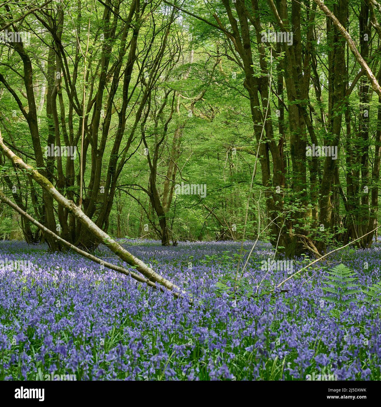 Die Bluebells von Blackbrook Wood Stockfoto