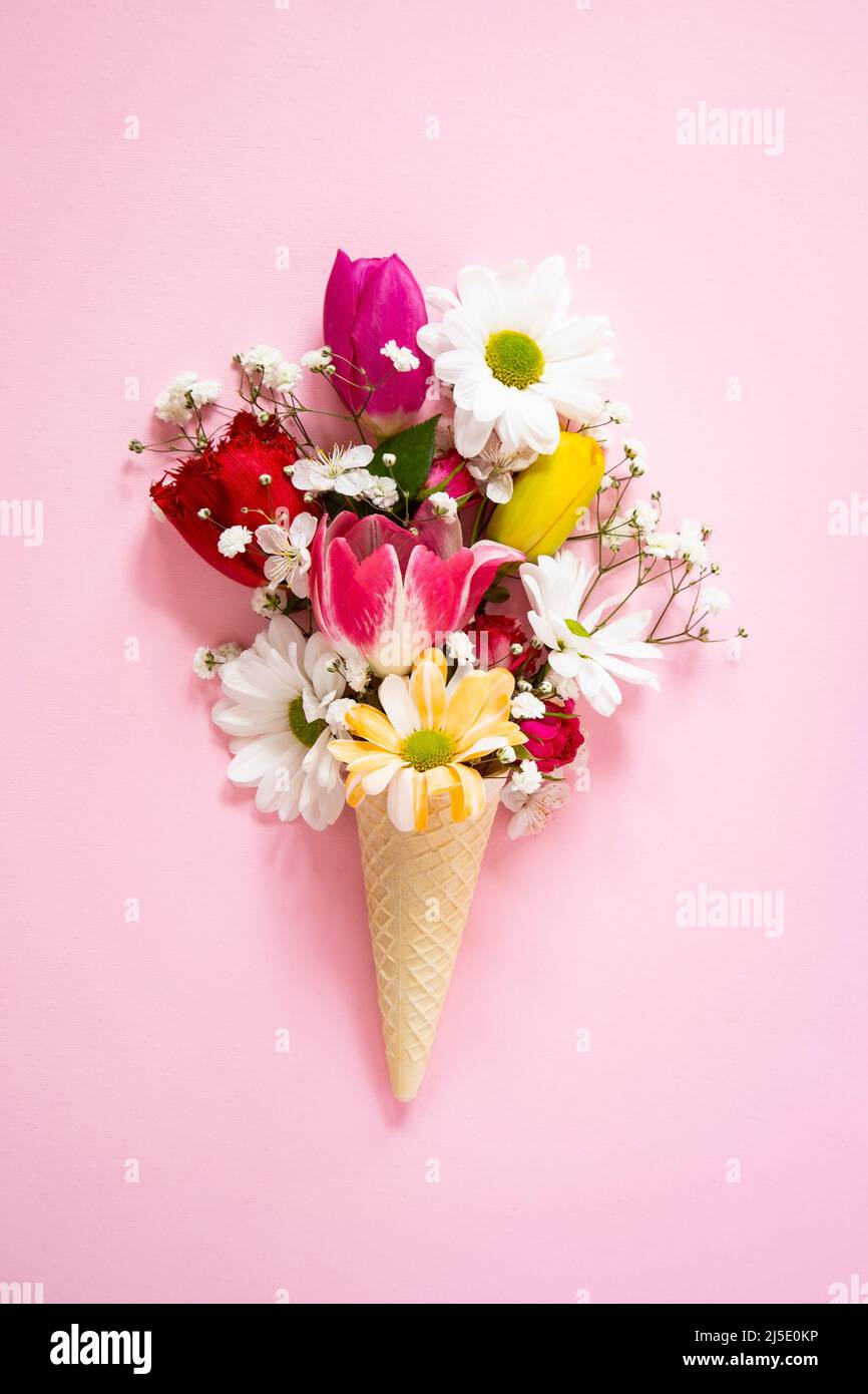 Frühlingsblumen in Eiskegel auf rosa Hintergrund Stockfoto