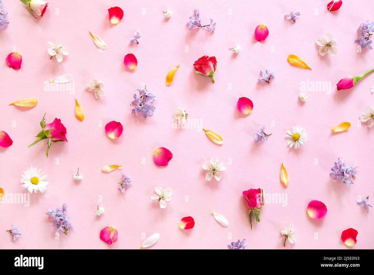Frühlingsblumen-Muster auf rosa Hintergrund Stockfoto