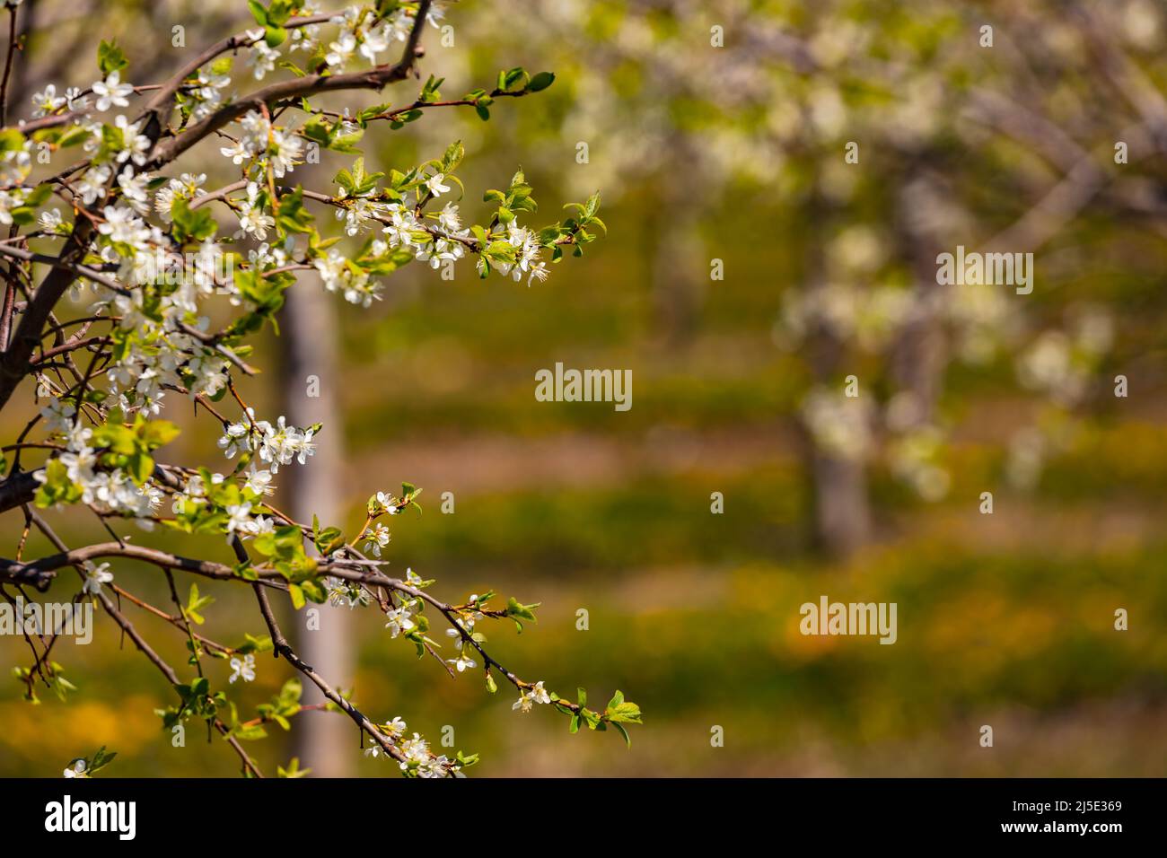 Äste eines Mirabellebaums, isoliert vor Bäumen auf einer Plantage im Frühjahr Stockfoto