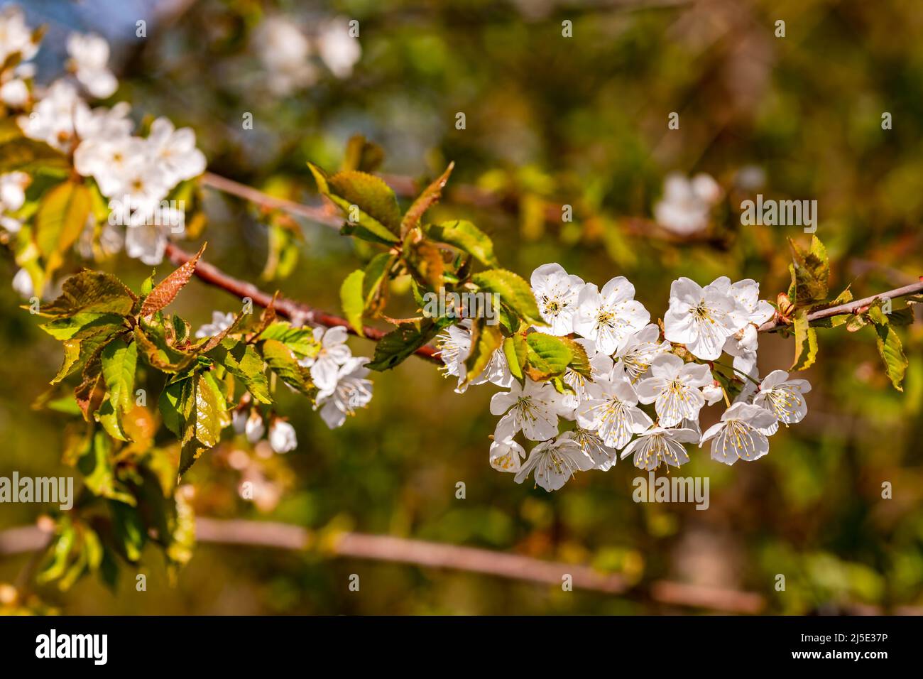 Ein Zweig mit grünen Blättern und weißen Blüten isoliert im Frühjahr vor grünem Hintergrund Stockfoto