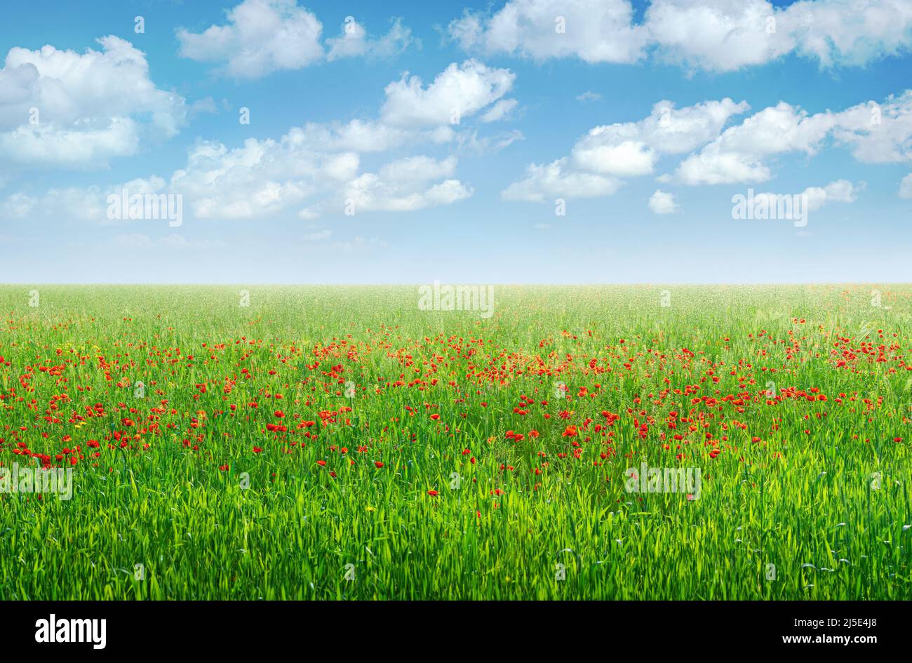 Grünes Feld mit roten Mohnblumen unter blauem Himmel mit Wolken, Frühlingslandschaft Hintergrund Stockfoto