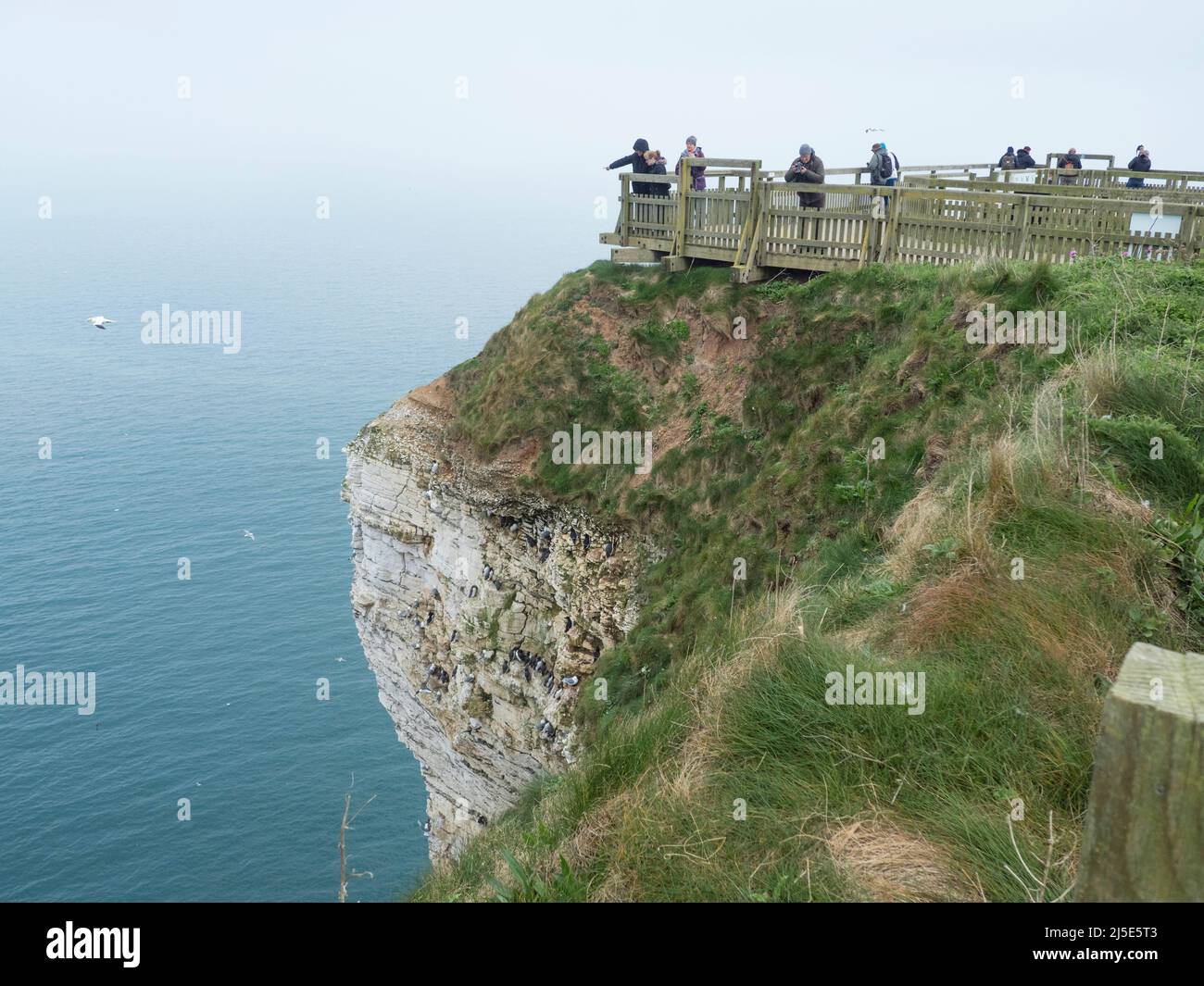 Besucher, Touristen, Vogelbeobachter an den Bempton Cliffs Yorkshire. VEREINIGTES KÖNIGREICH Stockfoto