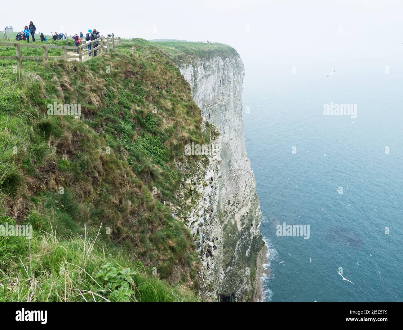 Besucher, Touristen, Vogelbeobachter an den Bempton Cliffs Yorkshire. VEREINIGTES KÖNIGREICH Stockfoto