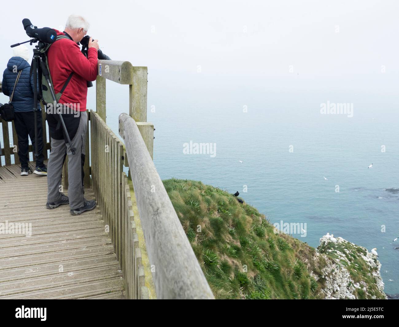 Vogelbeobachter auf der Aussichtsplattform an den Bempton Cliffs Stockfoto