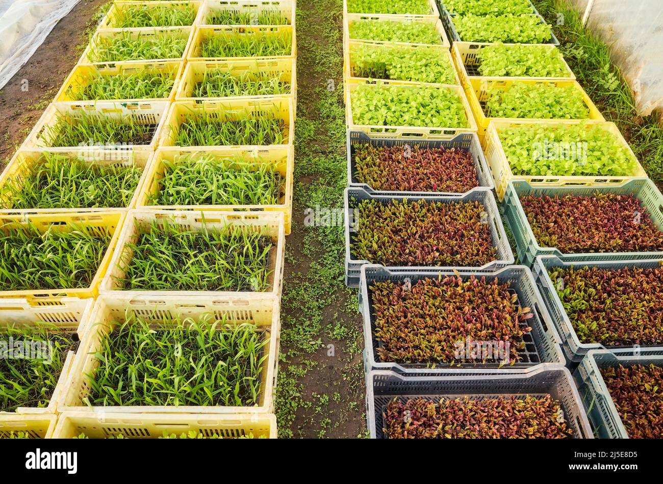 Nahaufnahme von organischen Gemüsesämlingen in Containern, Gewächshaus-Plantage. Stockfoto