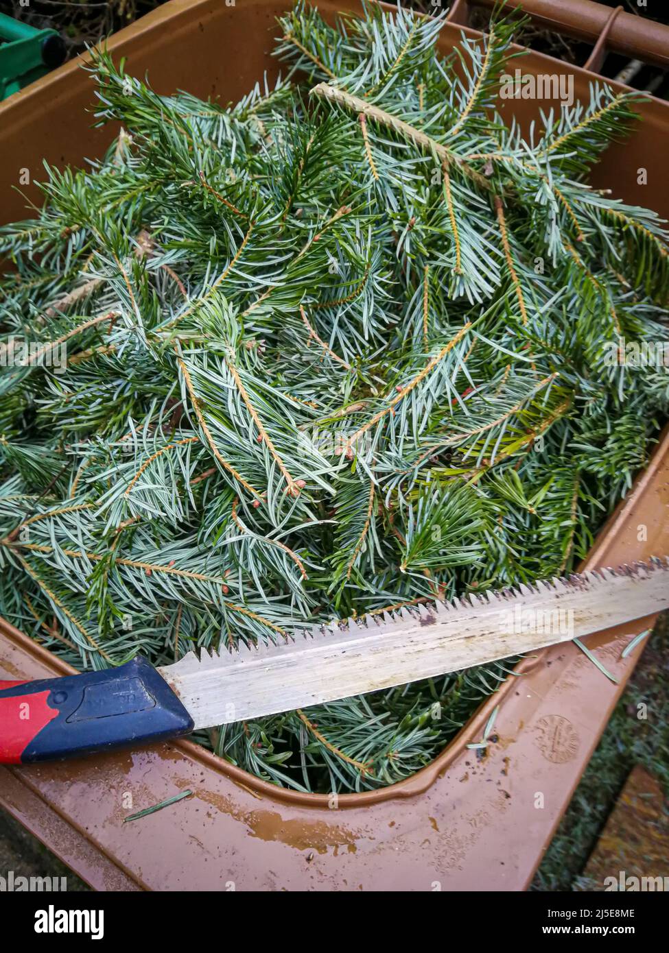 Grüne Abfälle Reste eines Weihnachtsbaums in einen Abfalleimer für biologische Abfälle mit einer Handsäge am Rand Stockfoto