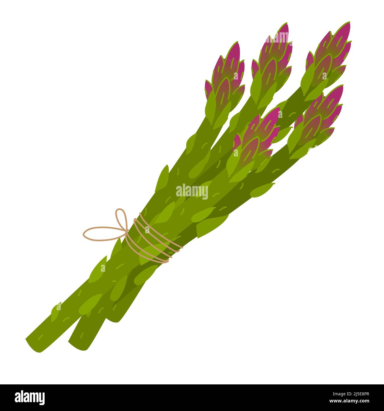 Spargel Vektorgrafik isoliert auf weißem Hintergrund. Grün mit lila Spargel sprießt in der Gruppe. Illustration im Cartoon-Stil Stock Vektor