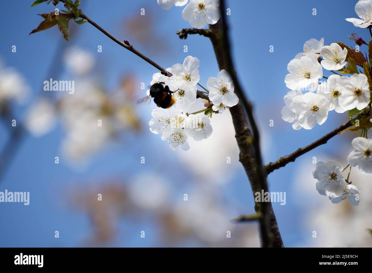 Die Blüte rechts stammt von einem japanischen Kirschbaum, der zwar Kirschen hervorbringt, aber ungenießbar und winzig ist. Stockfoto Die Blüte rechts stammt von einem japanischen Kirschbaum, der zwar Kirschen hervorbringt, aber ungenießbar und winzig ist. Stockfoto