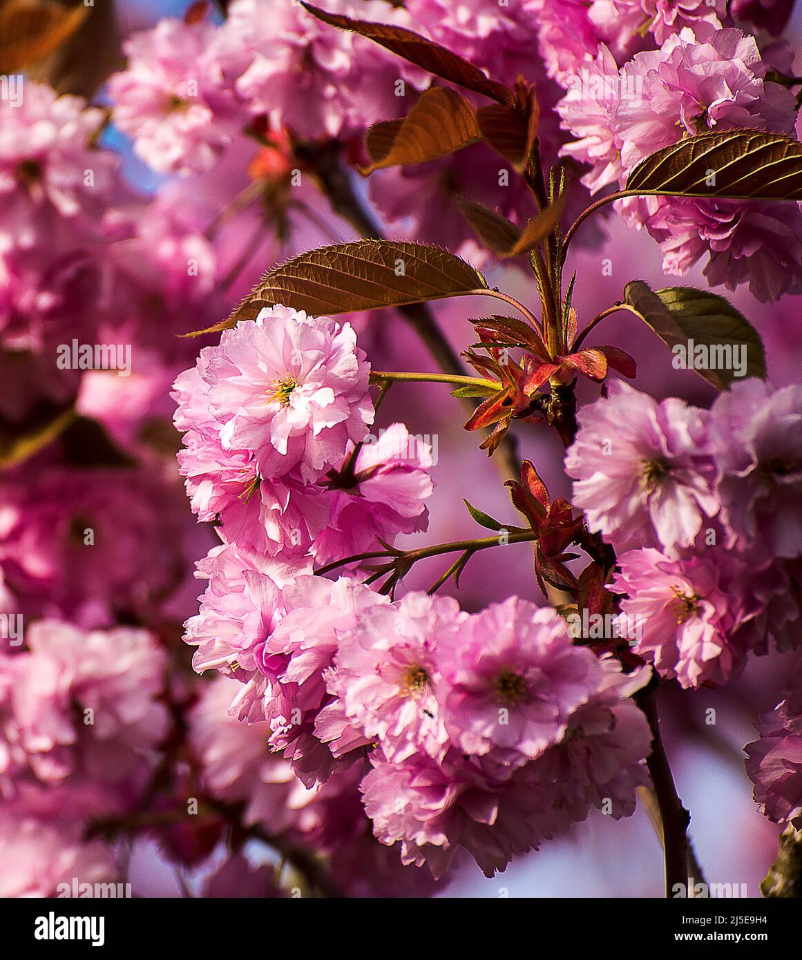 Wunderschöne, doppelt ornamentale Kirschblüte in einem englischen Garten in Nordengland im Frühling Stockfoto Wunderschöne, doppelt ornamentale Kirschblüte in einem englischen Garten in Nordengland im Frühling Stockfoto