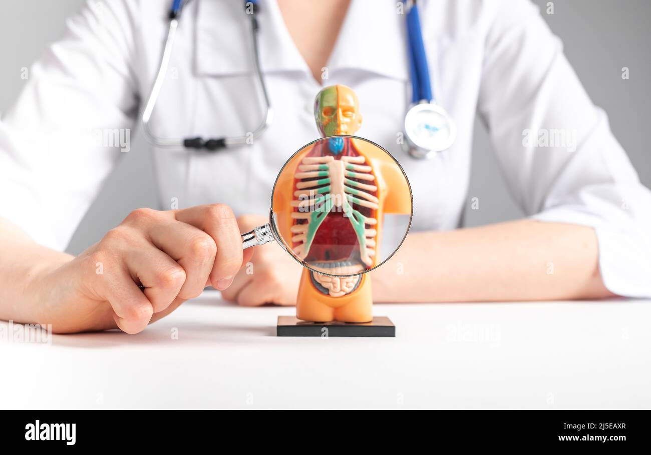 Der Arzt vergrößert sich mit Lupenlungen im 3D-Modell des Menschen. Anatomie, medizinische Ausbildung, Konzept des Atmungssystems. Frau mit Stethoskop im Laborkittel, die am Tisch sitzt. Hochwertige Fotos Stockfoto
