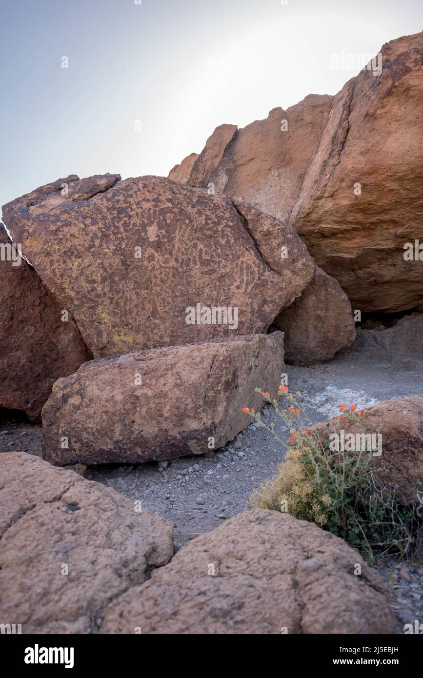 Petroglyphen bedecken einen großen Felsbrocken, im Vordergrund Wildblumen im Mojave National Preserve. Zeigt prähistorischen Great Basin kurvilinear abstrakten Stil. Stockfoto