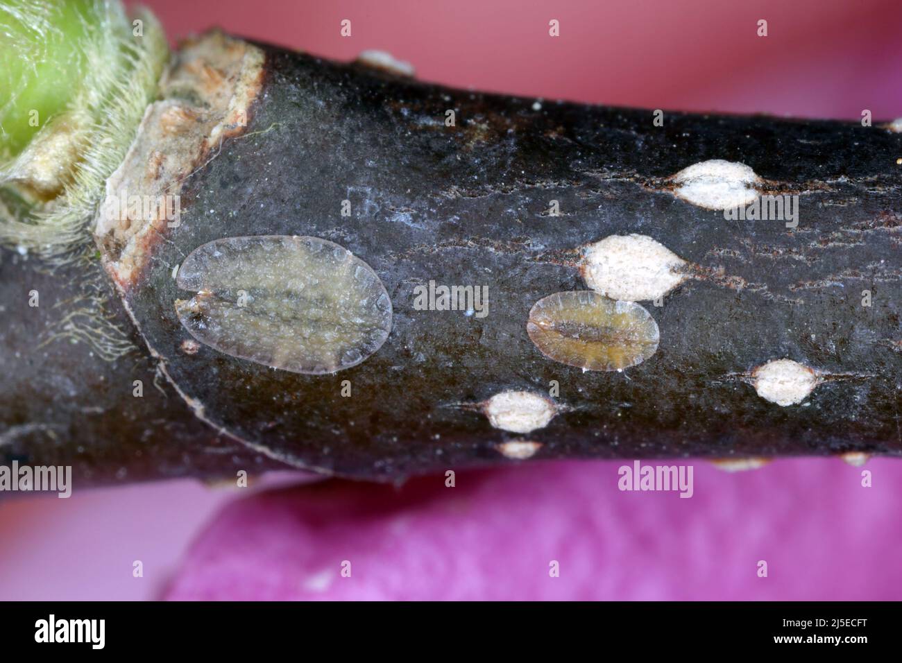 Scale Insekten (Coccidae) auf einer Magnolie im Garten. Sie sind gefährliche Schädlinge verschiedener Pflanzen. Allgemein bekannt als weiche, Wachs- oder Schildkrötenschuppen. Stockfoto