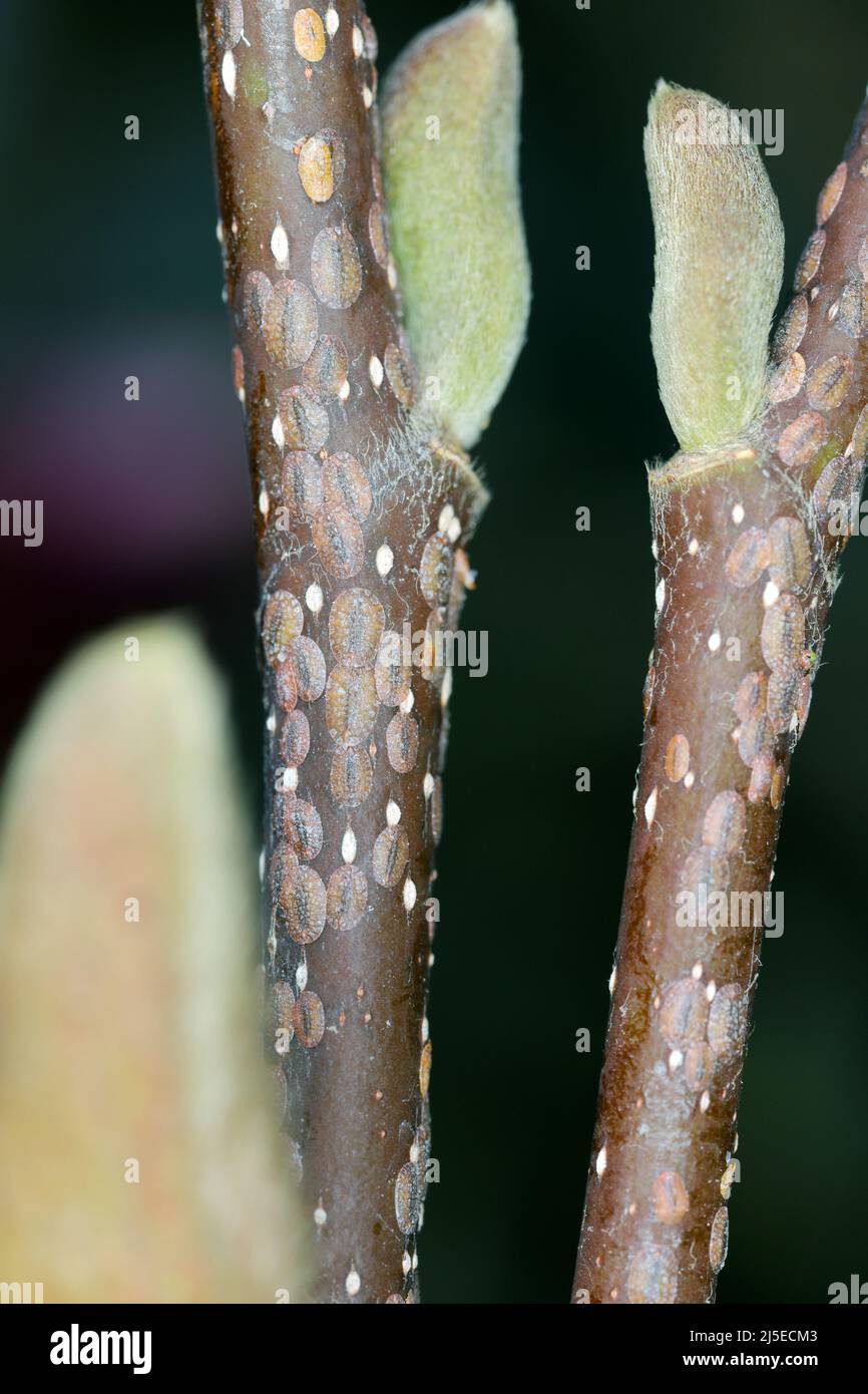 Scale Insekten (Coccidae) auf einer Magnolie im Garten. Sie sind gefährliche Schädlinge verschiedener Pflanzen. Allgemein bekannt als weiche, Wachs- oder Schildkrötenschuppen. Stockfoto