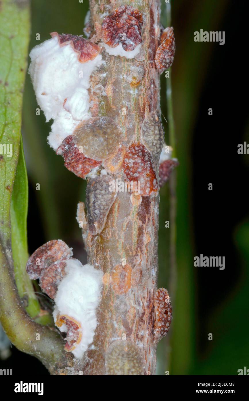 Scale Insekten (Coccidae) auf einer Magnolie im Garten. Sie sind gefährliche Schädlinge verschiedener Pflanzen. Allgemein bekannt als weiche, Wachs- oder Schildkrötenschuppen. Stockfoto