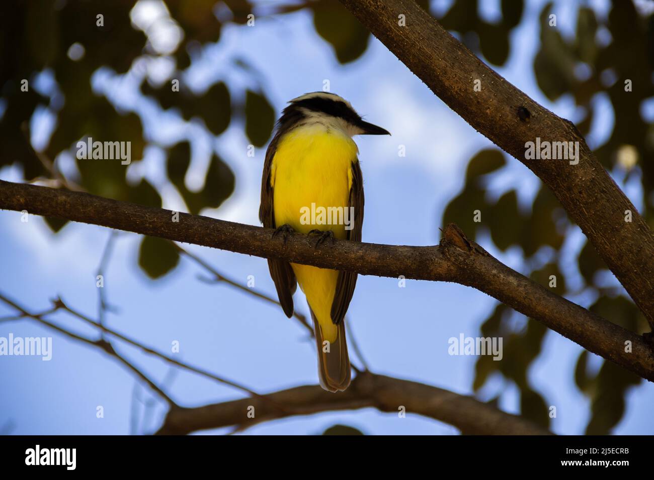 Goiânia, Goias, Brasilien – 22. April 2022: Ein Vogel, der auf dem Ast eines grünen Baumes thront. Pitangus sulfuratus. Stockfoto